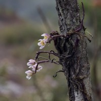 Chiloschista fasciata (F.Muell.) Seidenf. & Ormerod